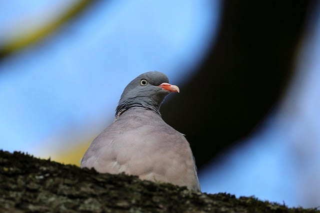 Free download bird pigeon plumage branch watch free picture to be edited with GIMP free online image editor