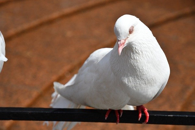 無料ダウンロードBirdPigeonWhite-GIMPオンライン画像エディタで編集できる無料の写真または画像