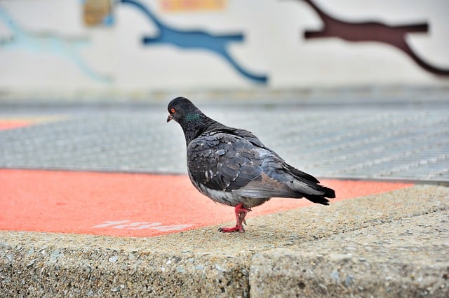 Free download bird pigeon wing ornithology free picture to be edited with GIMP free online image editor