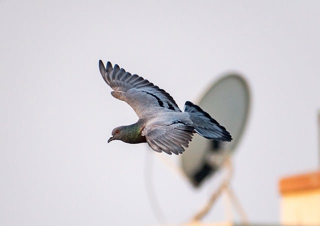 Free download bird pigeon wings fly flight free picture to be edited with GIMP free online image editor