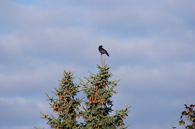 Gratis download Bird Pine Tree Nature - gratis foto of afbeelding om te bewerken met GIMP online afbeeldingseditor