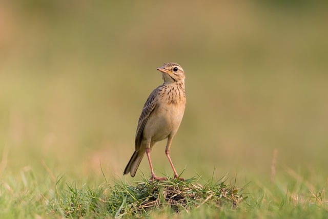 Free download bird pipit paddyfield pipit free picture to be edited with GIMP free online image editor