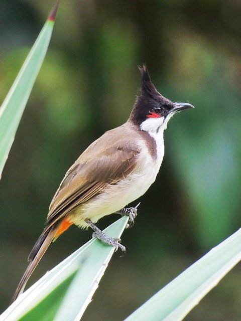 Free download Bird Plant Animal -  free photo or picture to be edited with GIMP online image editor