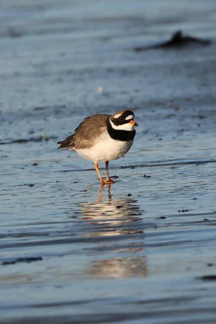 Free download bird plover ringed plover beach free picture to be edited with GIMP free online image editor
