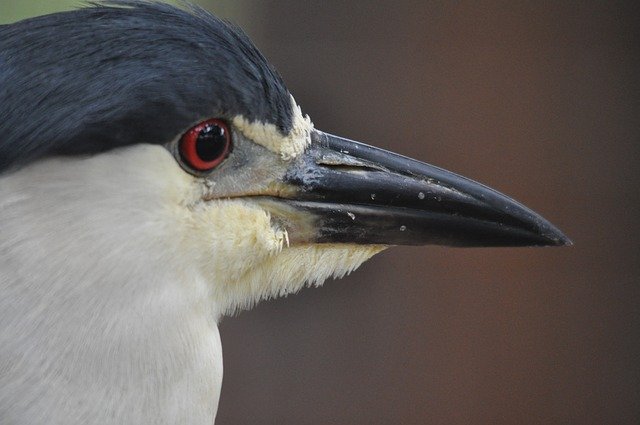 دانلود رایگان Bird Plumage - عکس یا تصویر رایگان قابل ویرایش با ویرایشگر تصویر آنلاین GIMP