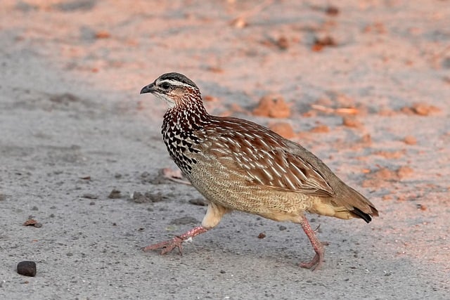 Free download bird plumage beak animal wildlife free picture to be edited with GIMP free online image editor