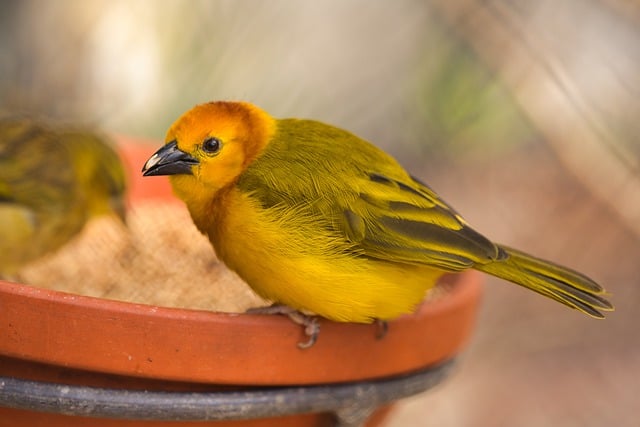 Free download bird plumage bird feeding nature free picture to be edited with GIMP free online image editor