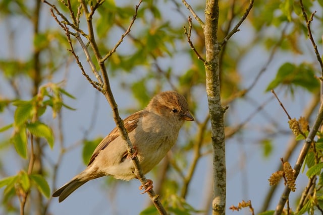 Free download bird plumage wildlife animal free picture to be edited with GIMP free online image editor