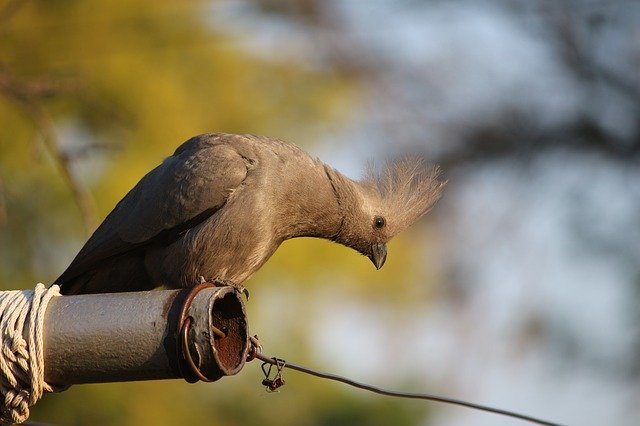 Gratis download Bird Pole - gratis foto of afbeelding om te bewerken met GIMP online afbeeldingseditor