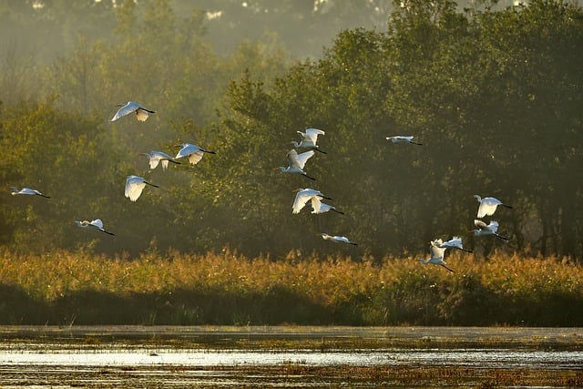 Free download bird pond forest egret sun free picture to be edited with GIMP free online image editor