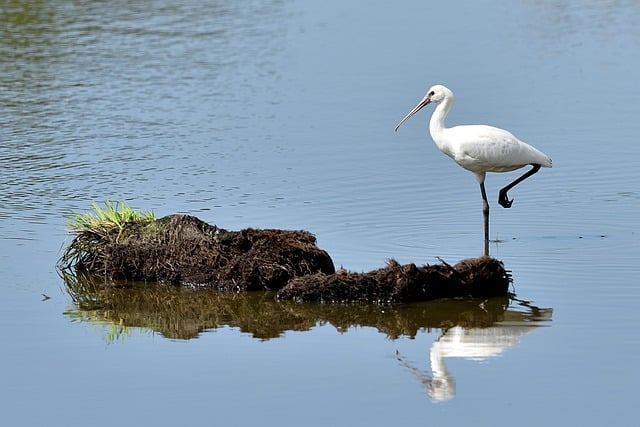 Free download bird pond water small island free picture to be edited with GIMP free online image editor