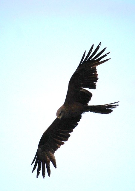 Free download Bird Predator Wild -  free photo or picture to be edited with GIMP online image editor