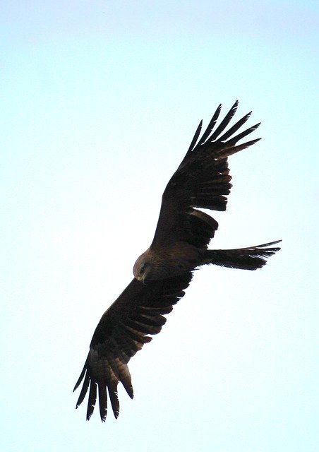 Ücretsiz indir Bird Predator Wild - GIMP çevrimiçi resim düzenleyici ile düzenlenecek ücretsiz fotoğraf veya resim