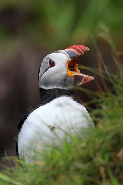 Free download bird puffin ornithology species free picture to be edited with GIMP free online image editor