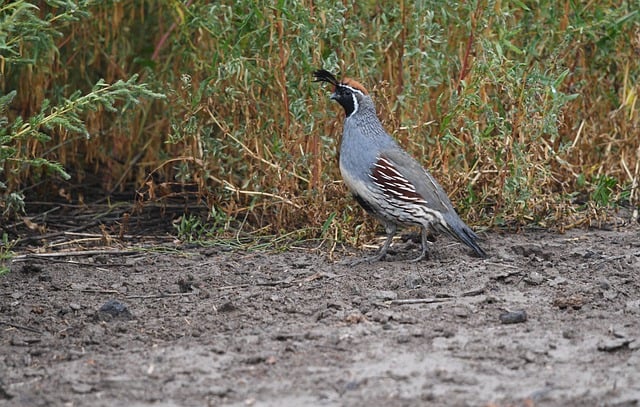 Free download bird quail avian wildlife free picture to be edited with GIMP free online image editor
