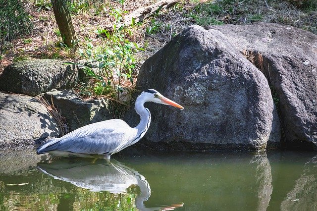 Muat turun percuma Bird Rabbit Natural - foto atau gambar percuma untuk diedit dengan editor imej dalam talian GIMP