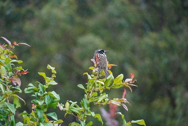 Free download bird rain animal wildlife nature free picture to be edited with GIMP free online image editor