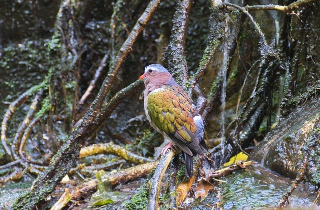 鳥の熱帯雨林を無料ダウンロード - GIMP オンライン画像エディターで編集できる無料の写真または画像