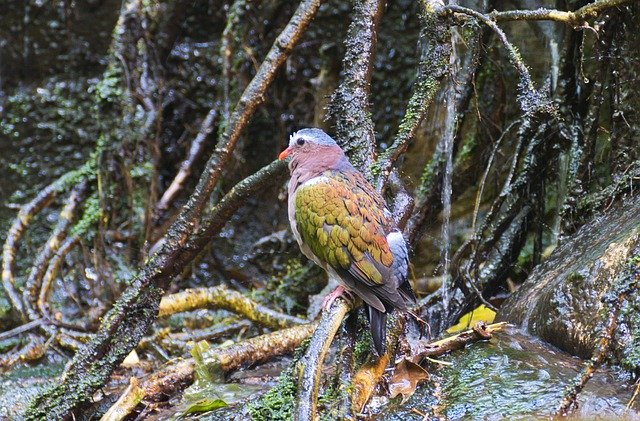 הורדה חינם Bird Rainforest - תמונה או תמונה בחינם לעריכה עם עורך התמונות המקוון GIMP