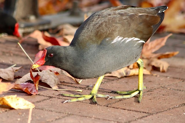 Free download bird ralle green footed moorhen free picture to be edited with GIMP free online image editor
