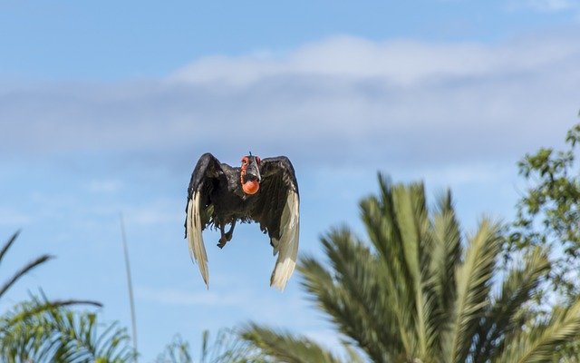 הורדה חינם Bird Raptor Animal - תמונה או תמונה בחינם לעריכה עם עורך התמונות המקוון GIMP