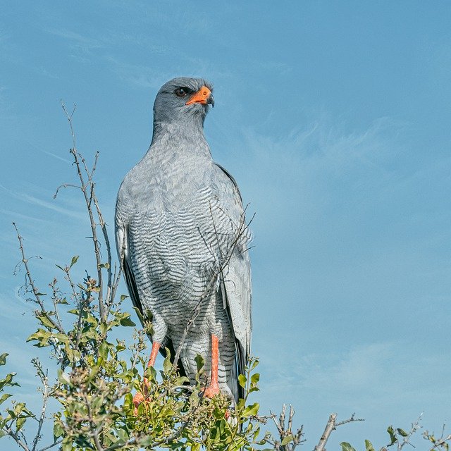 Bird Raptor Blue 무료 다운로드 - 무료 무료 사진 또는 김프 온라인 이미지 편집기로 편집할 수 있는 사진