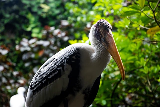 Free download bird rare singapore nature relax free picture to be edited with GIMP free online image editor