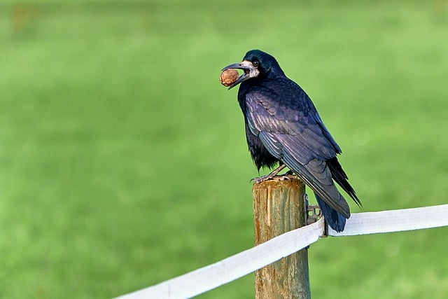 Free download bird raven bird crow corvidae free picture to be edited with GIMP free online image editor