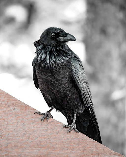 Free download bird raven ornithology species free picture to be edited with GIMP free online image editor