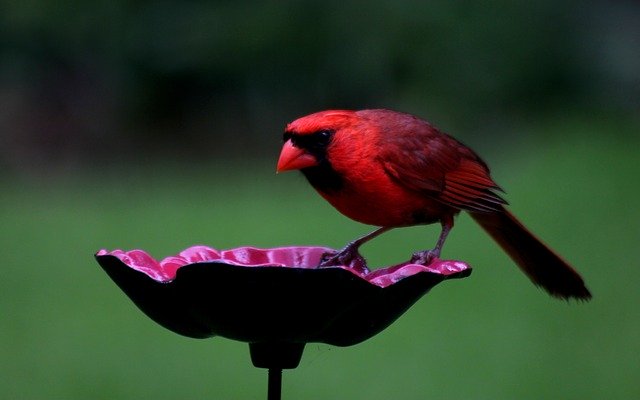 Free download Bird Red Cardinal Northern -  free photo or picture to be edited with GIMP online image editor