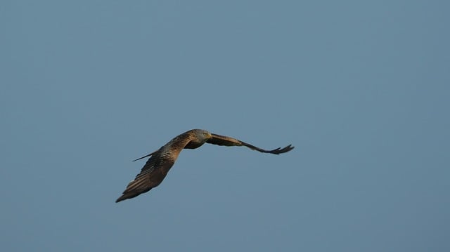 Free download bird red kite milan birds of prey free picture to be edited with GIMP free online image editor