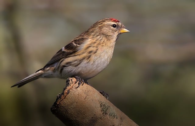 Free download bird redpoll ornithology species free picture to be edited with GIMP free online image editor