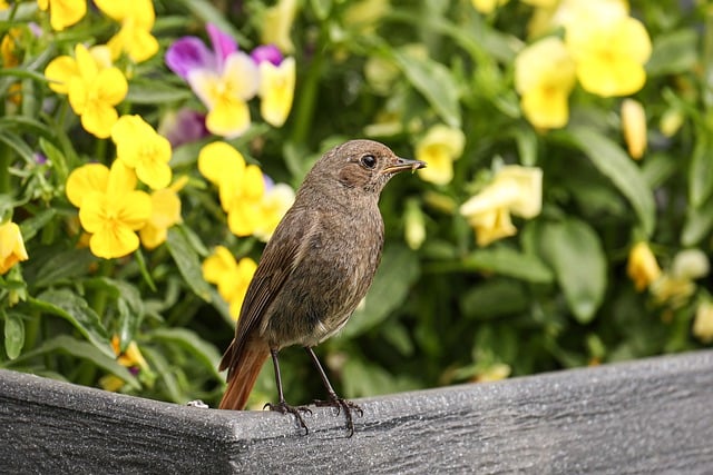 Free download bird redstart nest worm beak free picture to be edited with GIMP free online image editor