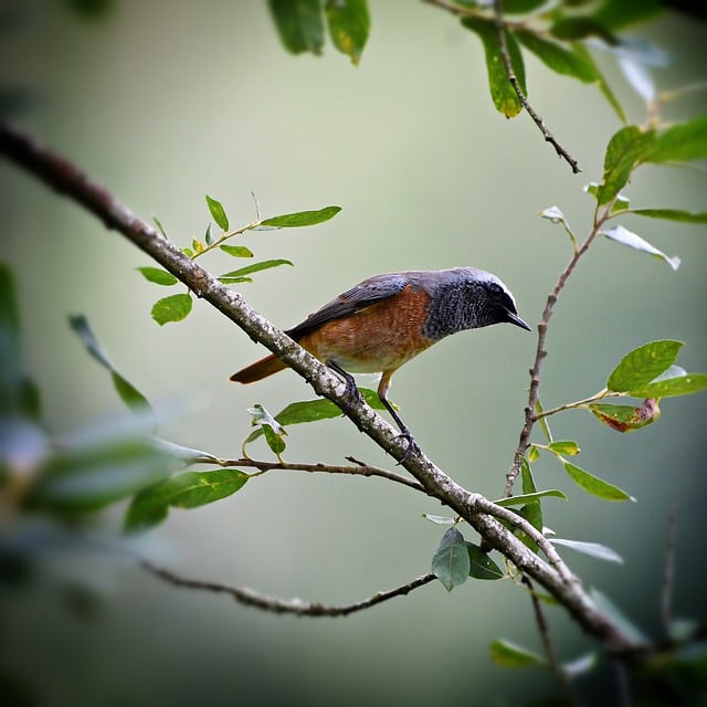 Free download bird redstart ornithology nature free picture to be edited with GIMP free online image editor