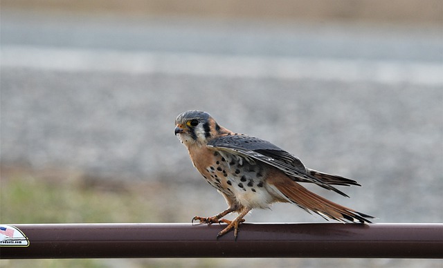 Free download bird red tailed hawk birdwatching free picture to be edited with GIMP free online image editor