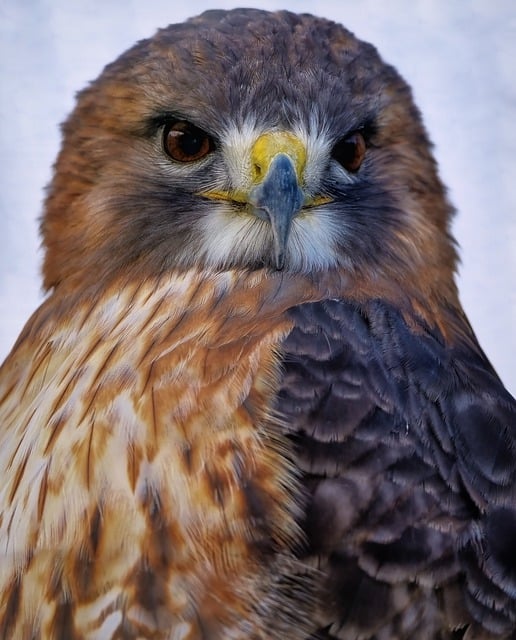 Free download bird red tailed hawk hawk raptor free picture to be edited with GIMP free online image editor