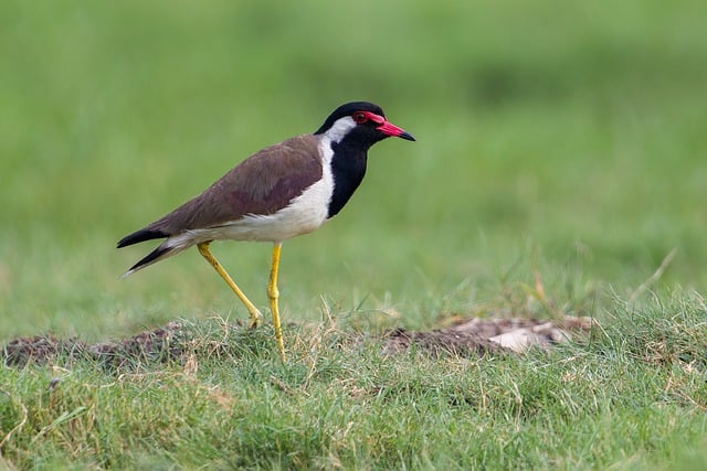 Free download bird red wattled lapwing lapwing free picture to be edited with GIMP free online image editor