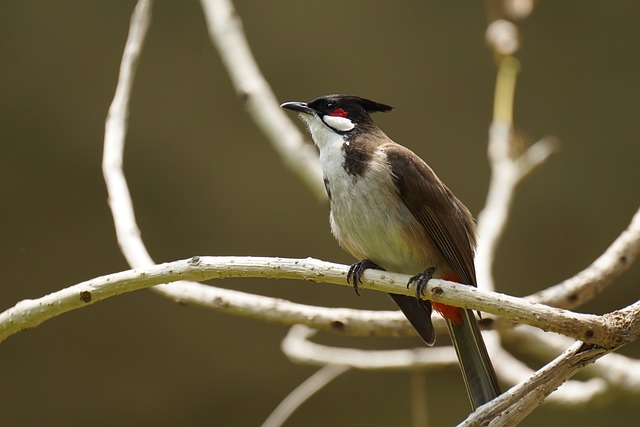 Free download Bird Red-Whiskered Bulbul -  free photo or picture to be edited with GIMP online image editor