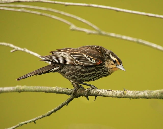 Free download bird red winged blackbird female free picture to be edited with GIMP free online image editor