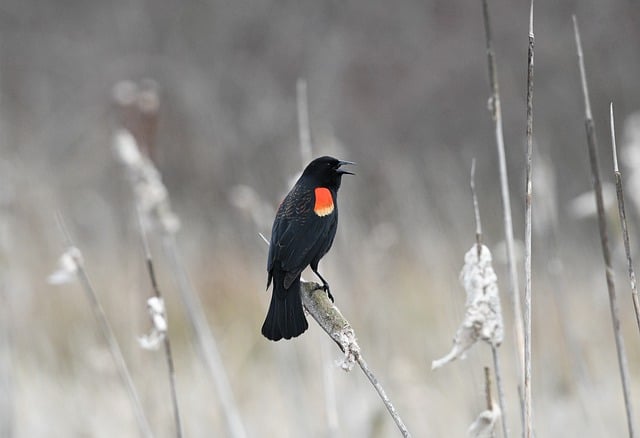 Free download bird red winged blackbird wildlife free picture to be edited with GIMP free online image editor