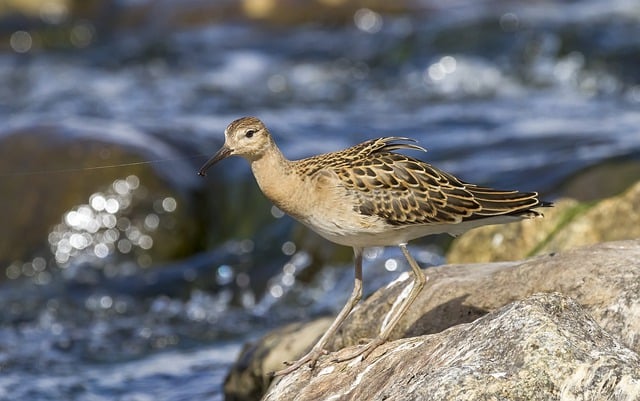 Free download bird river wader swamp water free picture to be edited with GIMP free online image editor
