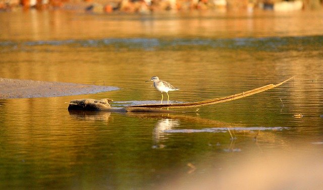 Free download bird river wildlife lake scenery free picture to be edited with GIMP free online image editor