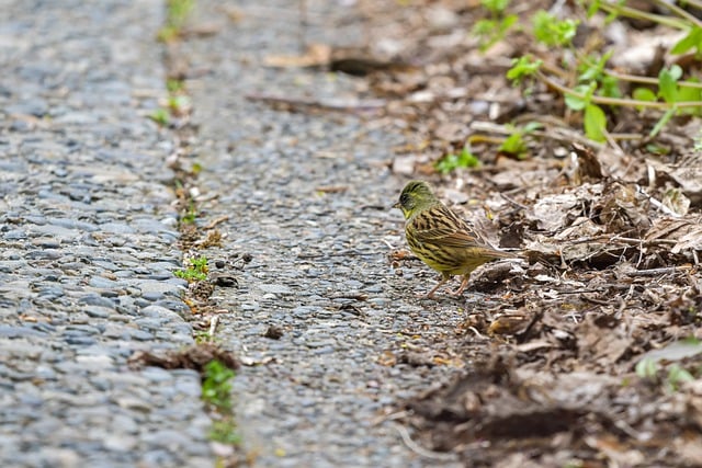 Free download bird road dry grass grass free picture to be edited with GIMP free online image editor