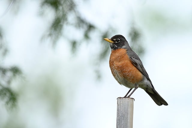Free download bird robin animal perching wildife free picture to be edited with GIMP free online image editor