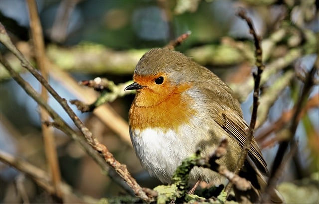 Free download bird robin beak wildlife animal free picture to be edited with GIMP free online image editor