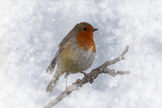 Free download bird robin branch perched free picture to be edited with GIMP free online image editor