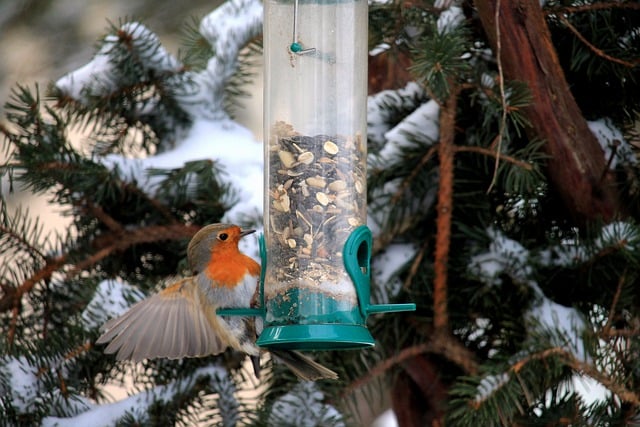 Free graphic bird robin feeder songbird winter to be edited by GIMP free image editor by OffiDocs