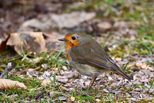 Free download bird robin feed park nature free picture to be edited with GIMP free online image editor
