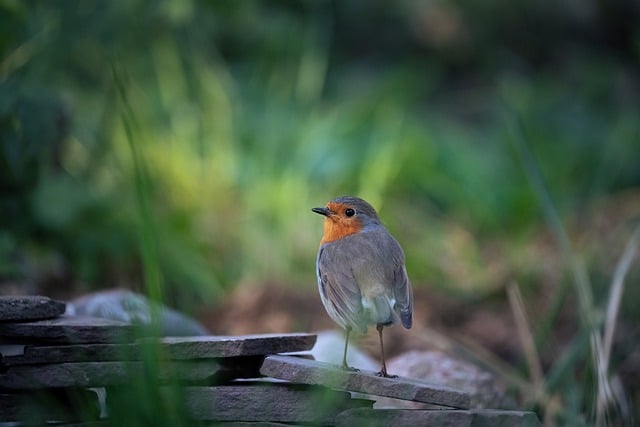 Free download bird robin garden bird close up free picture to be edited with GIMP free online image editor