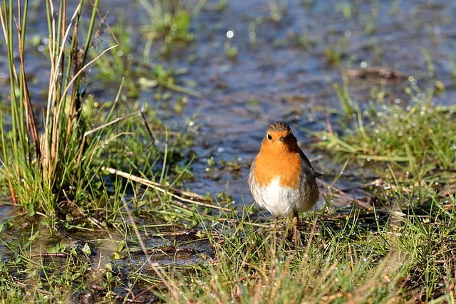 Free download bird robin look water grass free picture to be edited with GIMP free online image editor